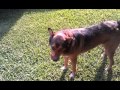 R.I.P Daisy my gentle giant - M3ssIGaM3r R.I.P Daisy my gentle giant