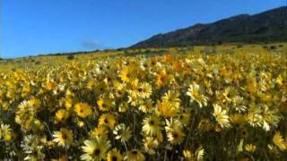 William Walton - Touch her Soft Lips and Part