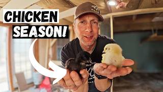From 0 to 1,000 Chickens on Our Small Farm!