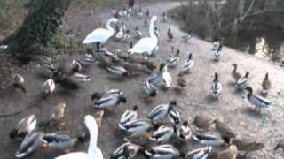 preview picture of video 'Swan, duck & squirrel Winter feeding at Tehidy Country Park, Redruth, Cornwall, 2010'