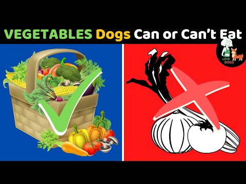 Vegetables Dogs CAN or CAN'T EAT | WARNING your dog is eating this poisonous vegetable?DOG CARE TIPS