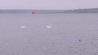 Пара лебедів оселилася на Намиві у Миколаєві (відео)