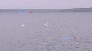 Пара лебедів оселилася на Намиві у Миколаєві (відео)