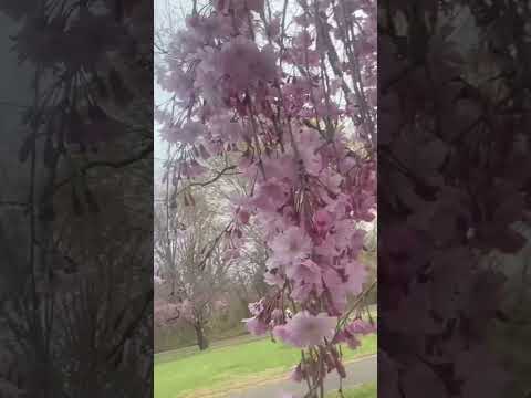 Japanese cherry blossoms is here! #japanesecherryblossoms #cherryblossoms #spring
