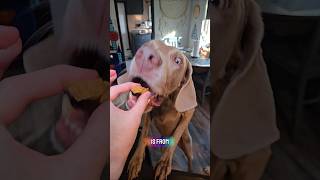 The BEST way to start your day 🥺 this video! #dogshorts #dogmom #doggielife #cutedog