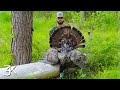 MISSISSIPPI TURKEY HUNTING AFTERNOON LONG BEARDS IN OUR LAP