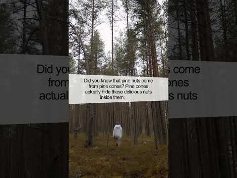 This Will Shock You: The Surprising Fact About Pine Nuts You Didn't Know