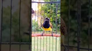 Download lagu suara burung sogok ontong gacor#shorts mp3