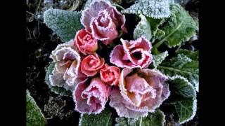 A Blade Of Grass / Keith Emerson (ELP)