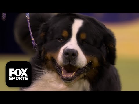 The Working Group 🐕 2026 Westminster Dog Show