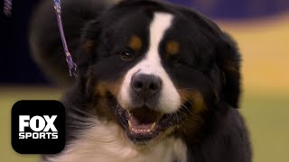 The Working Group 🐕 2026 Westminster Dog Show gameplay video by alucas, 37:59 duration