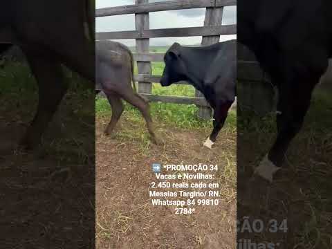 34 Vacas e Novilhas: 2.450 reais cada em Messias Targino/ RN. Whatsapp 84 99810 2784*#gado #fazenda