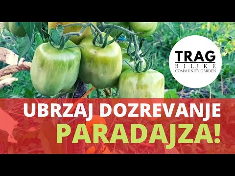 TOMATO - ACCELERATE RIPENING - Plum leaf preparation - (2021) [TRACE OF THE PLANT]