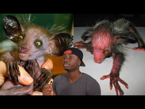 Meet The World’s Ugliest Monkey