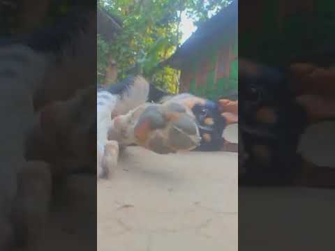 dog eastern video Pushpa