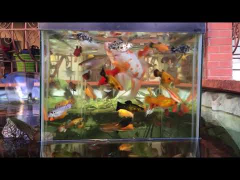 Fish in inverted aquarium