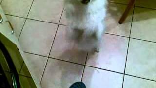 whisky ti prego dammi da mangiare