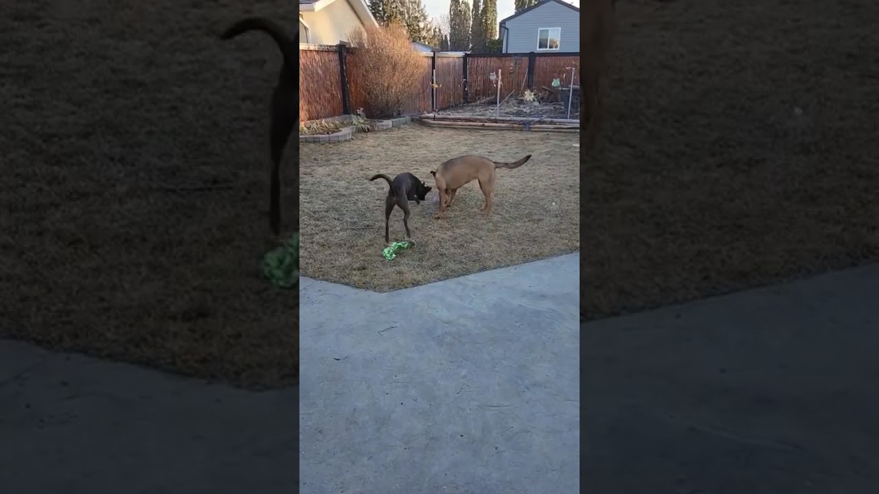 Enlarge Emma, a ADOPTABLE mixed breed in Dunmore, AB video 3/3