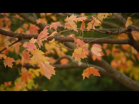 Elena si Daniel Bentea si Octavian Stoica ~ Spre cine sa ma indrept