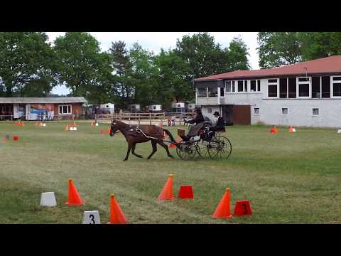 Fahrturnier Alfhausen 25.5.2019