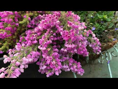 Shiuan’s Rose Garden 2019/4/19 花園日記