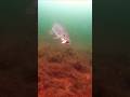 Video Thumbnail for Pike ate my Hotdog ? #icefishing #fishing #shorts