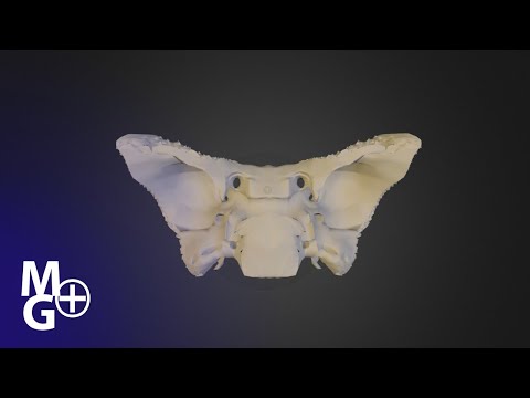 Osul SFENOID (Prezentare 3D Anatomie)