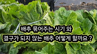 배추 묶어주는 이유와 결구가 되지 않는 배추는 어떻게 할까요?