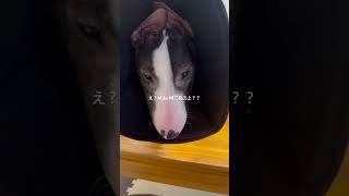 2026.1.29Mikeヤギ#ブルテリア#bullterrier#犬#犬との暮らし#愛犬#dog#可愛い#わんこ#お散歩#family#パピー #仔犬