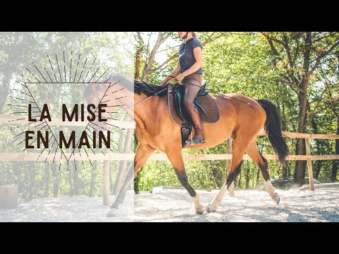 Comment mettre un cheval « sur la main » ou le placer.