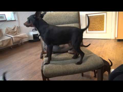 Was sich liebt das neckt sich....