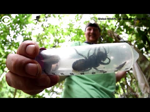 WEB EXTRA: World's Largest Bee