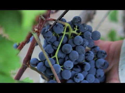 Visit Greece | Grape Harvesting in Nemea