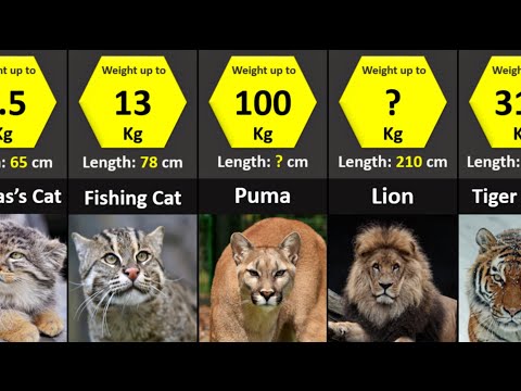All 40 Species of Wild Cats | Size Comparison