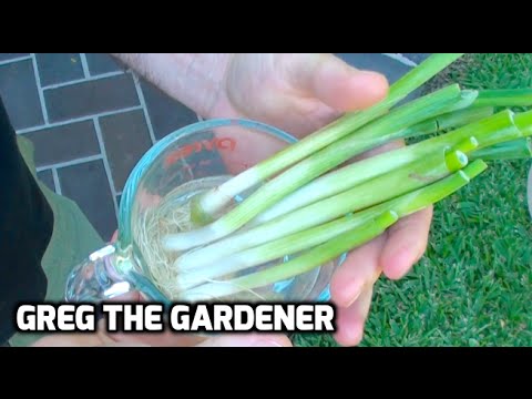 image-Do green onions grow year round?