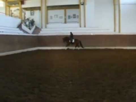 Cadete - 4yro Lusitano cross stallion - for sale