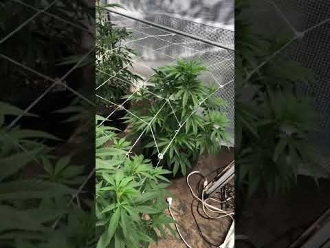 Exotic Greenhouse Grow 2020. #1