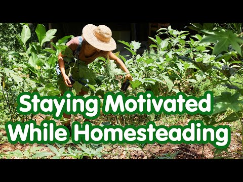 Homesteading Motivation: Staying Inspired in Permaculture