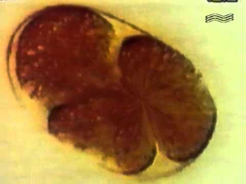 Теленочь Муз ТВ   DJ Natasha Urman   Energy Dance