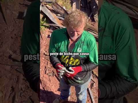 Funcionário filma momento em que chefe come escorpião no meio do expediente! 🫢🦂