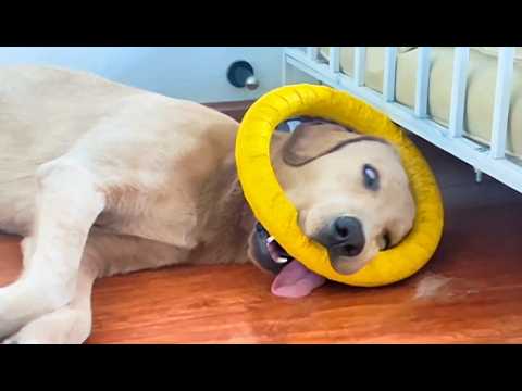 The LAZIEST Dogs are right here 😂 Funny Dogs Video