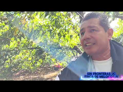 Finca de Melocotón en San Ignacio Chalatenango 