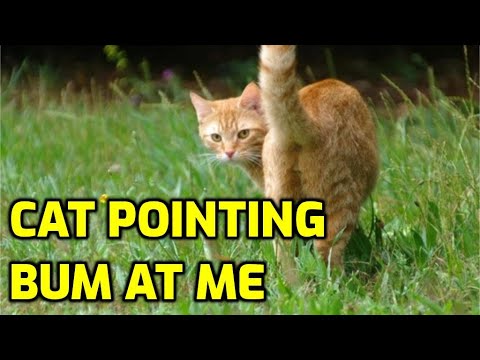 Why Do Cats Always Show Their Bums To You?