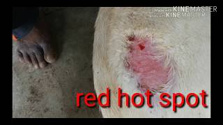 HOT SPOT IN DOG HOW vet treated , symptom prevention/ flea bite moist eczema/dog itching