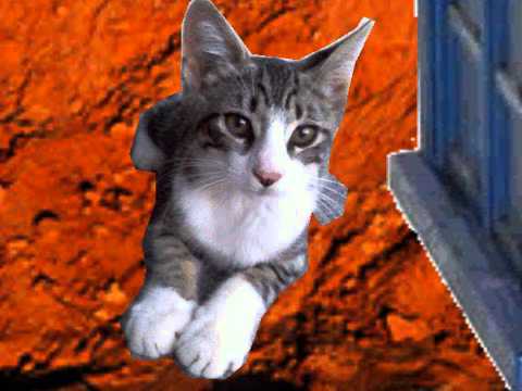 Perseus the Time Lord Kitty