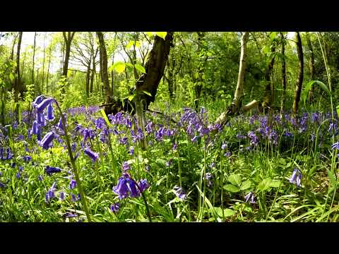 Bluebell wood, UHD 4K, GoPro Hero5 & RatRig slider
