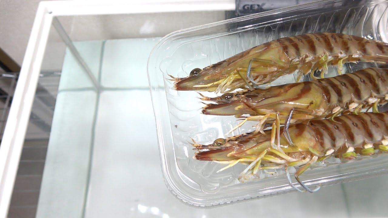 スーパーで売られていた瀕死のエビを水槽に入れると…