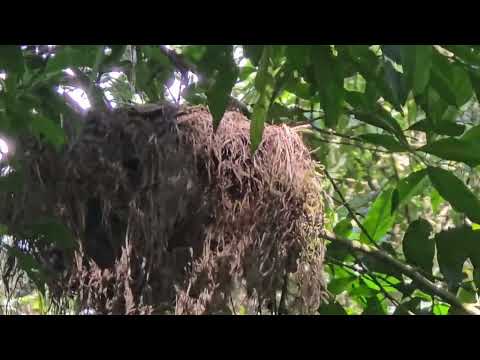 Parque Ecológico Corazón De Agua. Magdalena Milpas Altas.  Sacatepequez.  Guatemala 
