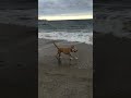Can Dogs Go On The Coney Island Beach?