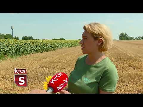 Stanje suncokreta